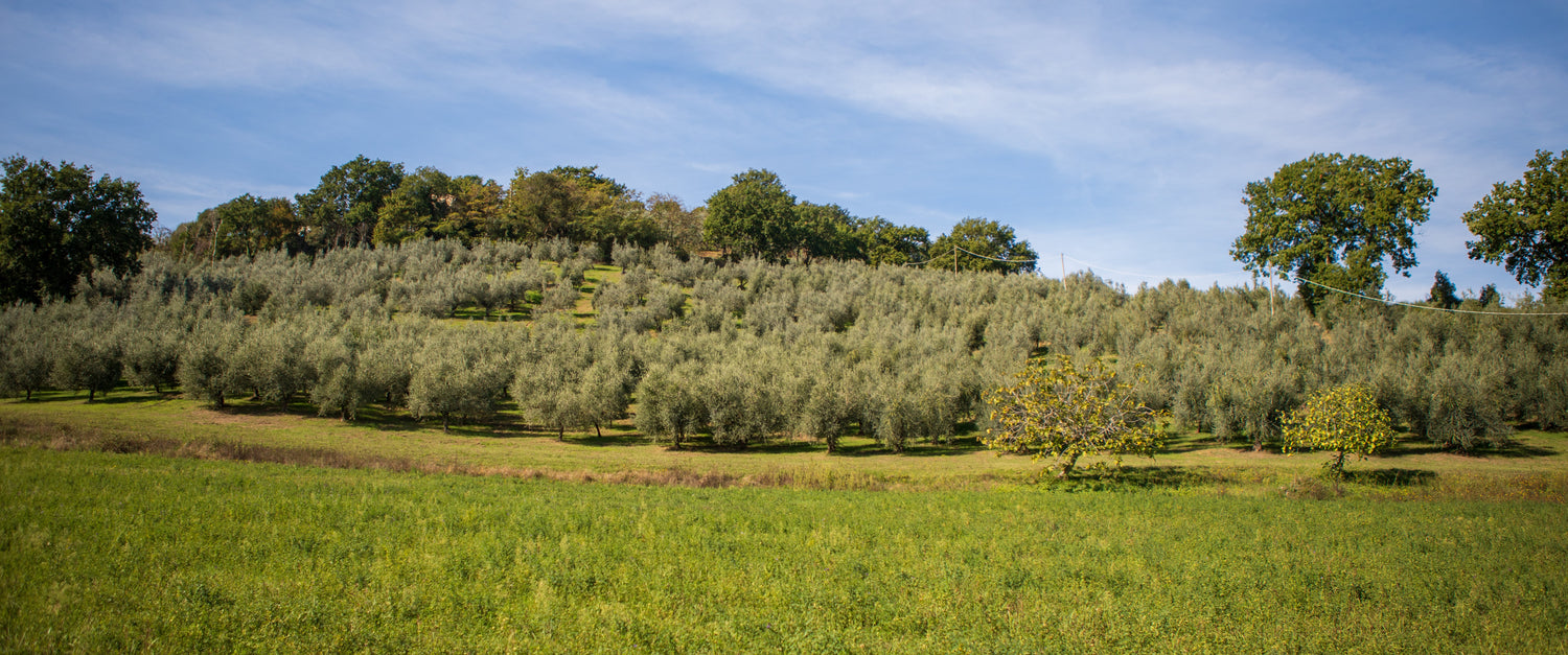 2022/2023 Harvest Olive Oil Sale