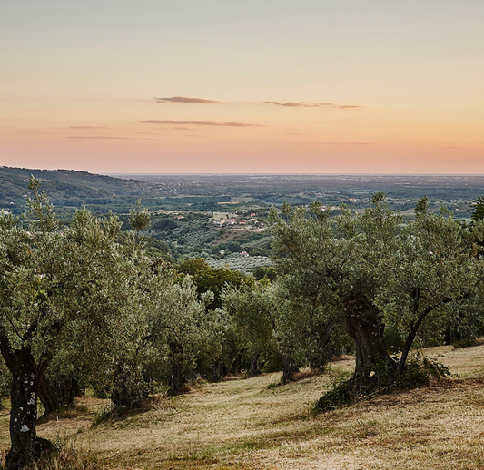 Limited Bottles! Rotondella Extra Virgin Olive Oil is Here