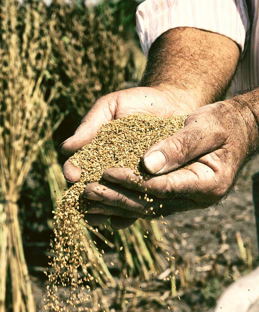 Introducing a New Line: Sesame Products from the Gambuzzo Farm in Sicily.